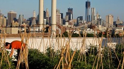 New York'ta Binaların Çatıları Çiftliğe Dönüşüyor