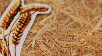 Kokoboard’dan Fıstık Kabuğu İçerikli Biyo-Kompozit Levhalar