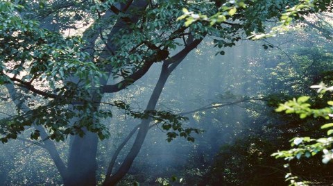 "Elmalı Kent Ormanı 7 Bölge 7 Park" Projesi