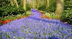 Keukenhof-Lisse (Hollanda)