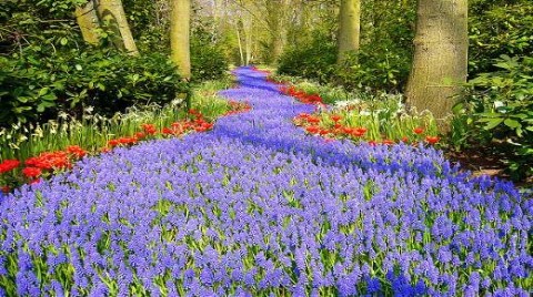 Keukenhof-Lisse (Hollanda)