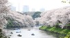 Ueno Park-Tokyo (Japonya)