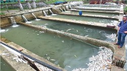 Milli Parkta Dereye Karışan Çimento Balıkları Vurdu!