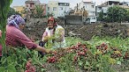 14 Temmuz 2013 Yedikule Bostanları Çalışma. Fotoğraf: Aleksander Sopov