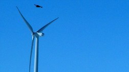 Rüzgar Enerjisi Şirketine 'Doğal Yaşam' Cezası