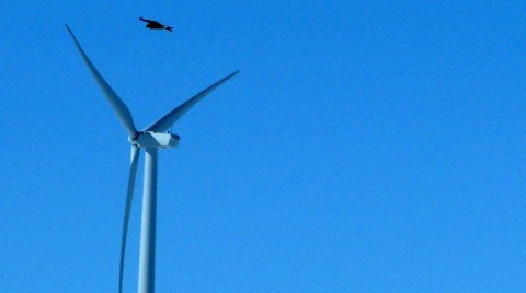 Rüzgar Enerjisi Şirketine 'Doğal Yaşam' Cezası