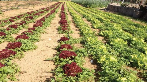 Sarıyer Gümüşdere Bostanları Kurtuldu