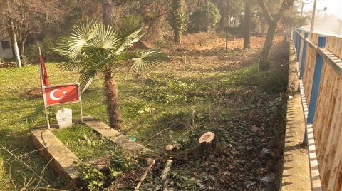 Yol için Ağaç Katliamı