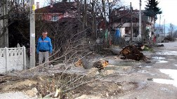 Yol Uğruna Ağaçları Söktüler!