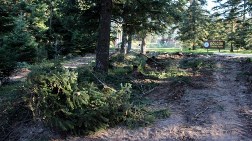 Tabiat Parkı'nda Yol Açmak için Ağaç Kıyımı!