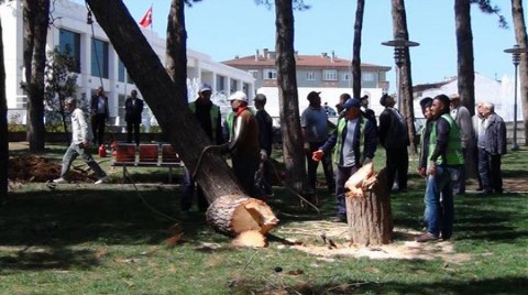 Belediyeden ‘Usulsüz’ Ağaç Kesimi