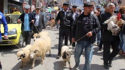 Giresun'da "Hayvanlı" HES Protestosu