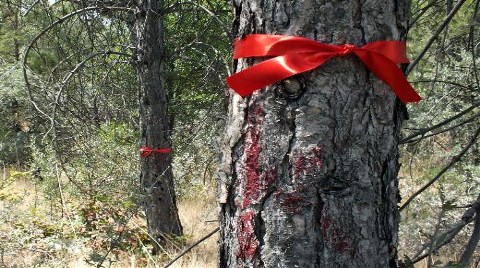 "Orman Genel Müdürlüğü Arsa Ofisine Dönüştü"