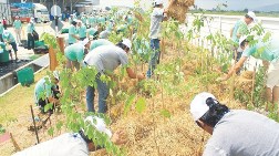 2 Milyar Ağaç İşsizliğe Çare Olacak