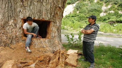 Asırlık Kavak Ağacını Bu Hale Getirdiler!