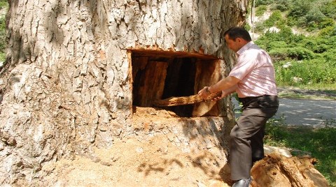 Asırlık Kavak Ağacını Bu Hale Getirdiler!
