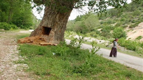Asırlık Kavak Ağacını Bu Hale Getirdiler!