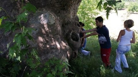 Dört Bin Yıllık Çınar Tehdit Altında