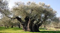 18 Bin Zeytin Ağacı "Kamulaştırma" Kurbanı mı Olacak?