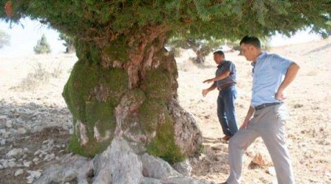 Bin 200 Yıllık Ağaç Anıt Olacak