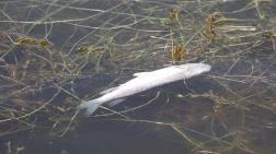 Mogan Gölü'nde Balık Ölümleri Başladı