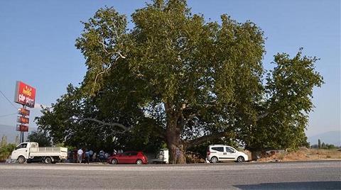 3 Asırlık Ağaç Artık Koruma Altında