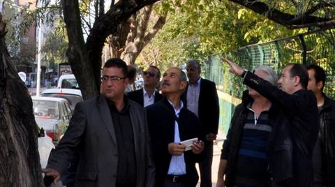 Ağaç Kesimine Karar Vermek için Özel Heyet Oluşturuldu