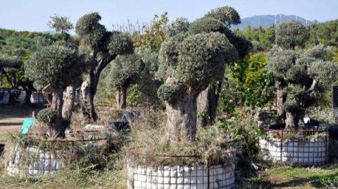 Yatağan'da Kurtarılan Zeytin Ağaçları Datça'da