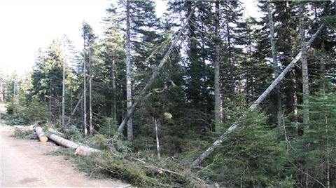 Bilirkişi, 'Ya Artvin Ya Maden' Dedi