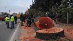 Yalova Belediyesi'nden Ağaç Katliamı Açıklaması