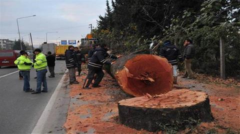 Yalova Belediyesi'nden Ağaç Katliamı Açıklaması