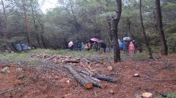 Urla'daki Ağaç Katliamına Mahkemeden Durdurma Kararı
