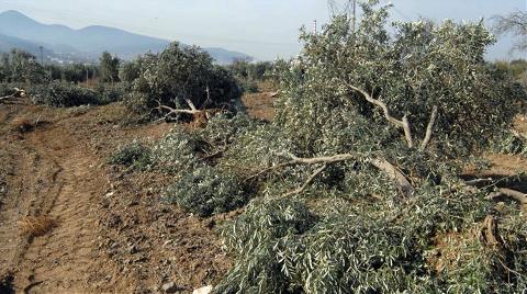 Soma'daki Yeni Tartışma; Gerçek Yırcalı, Sahte Yırcalı