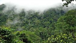 Brezilya Amazon Ormanları'nı Kamulaştırmayı Düşünüyor