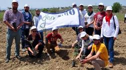 Yırca'da Sökülen Zeytinlerin Yerine Yenileri Dikiliyor