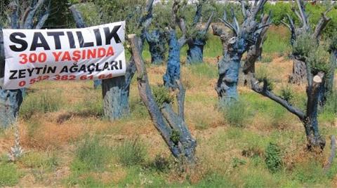 İmar Bölgesinde Sökülen Ağaçlar Satılıyor