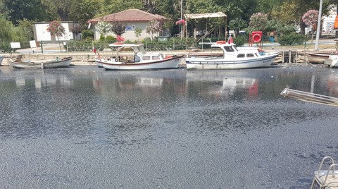 Kadıköylüler Kurbağalıdere için Harekete Geçiyor