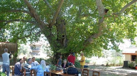 Koruma Altındaki Ağaçlar Kesildi, Yurttaşlar Tepkili