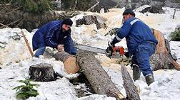 Orman Bakanlığı Cerattepe'de Ağaç Kesilmediğini İddia Etti