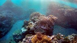 Tayland Doğayı Korumak için Mercan Adalarını Turizme Kapatıyor
