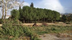 Bursa'da Hastane İnşaatı için 1100 Ağaç Kesiliyor