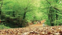 Belgrad Ormanı’nda Ağaçlara İşaret