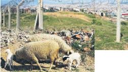 İzmir’in Çernobili’nde Koyunlar Otluyor!