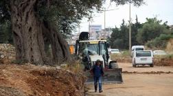 Kuşadası'nda 700 Yıllık Zeytin Ağacı Kurtarıldı