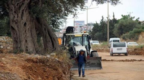 Kuşadası'nda 700 Yıllık Zeytin Ağacı Kurtarıldı