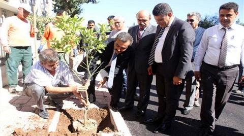 Çukurova'nın Parklarında Zeytin Yetişecek