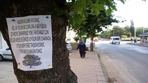 Çevrecilerden Ağaç Kesimine İlginç Tepki