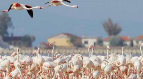 20 Bin Flamingonun Ürediği Gediz Deltası'na Otoyol Projesi!