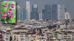 İstanbul’da Aşırı Yapılaşma Bitki Zenginliğine Tehdit