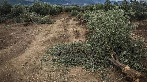 Soma’daki Araziyi Ranta Açmayın, Yeşil Alan Yapın